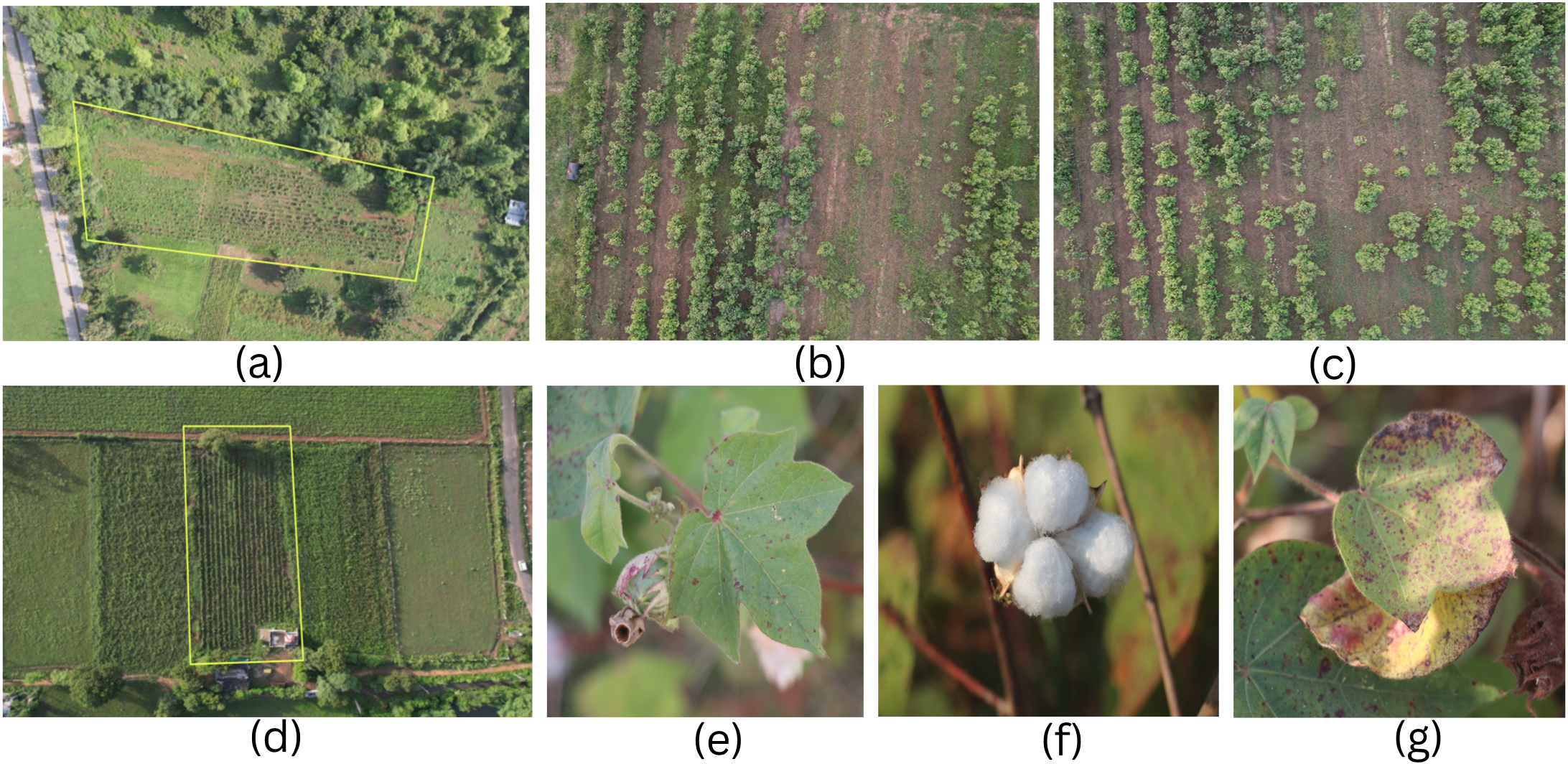 Field and Drone Captured Images